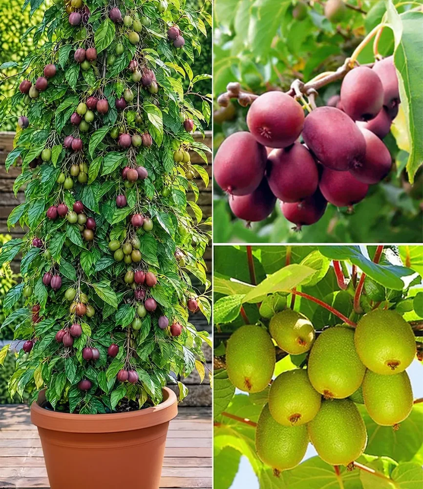 DUO-Kiwi-Turm-Kollektion