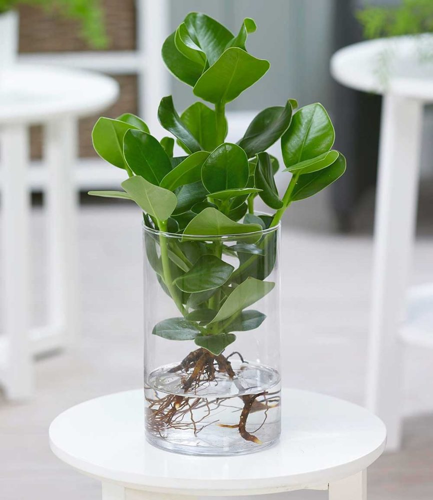 Clusia mit Glasgefäß (1 Set)