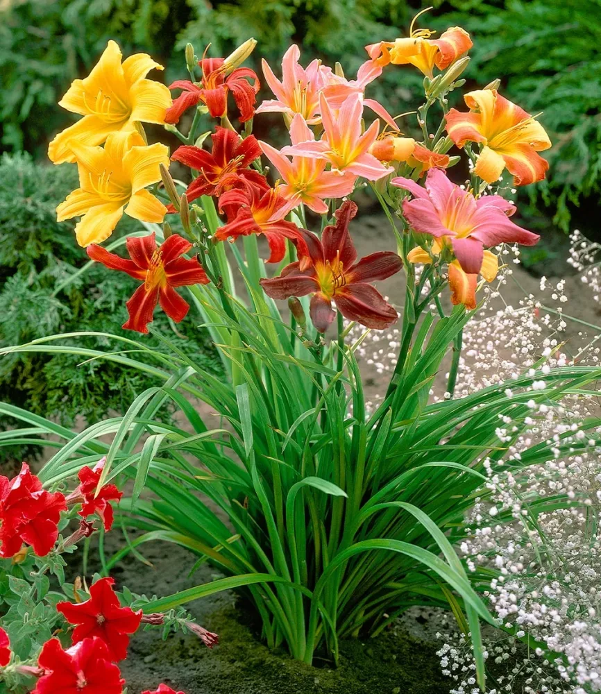 Hemerocallis-Mix 'Farben des Sommers'