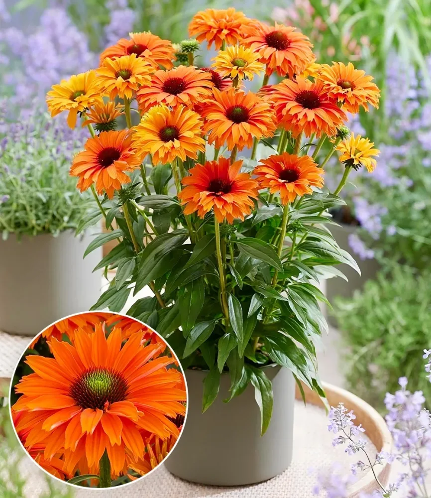 Echinacea 'SunSeekers® Mineola'