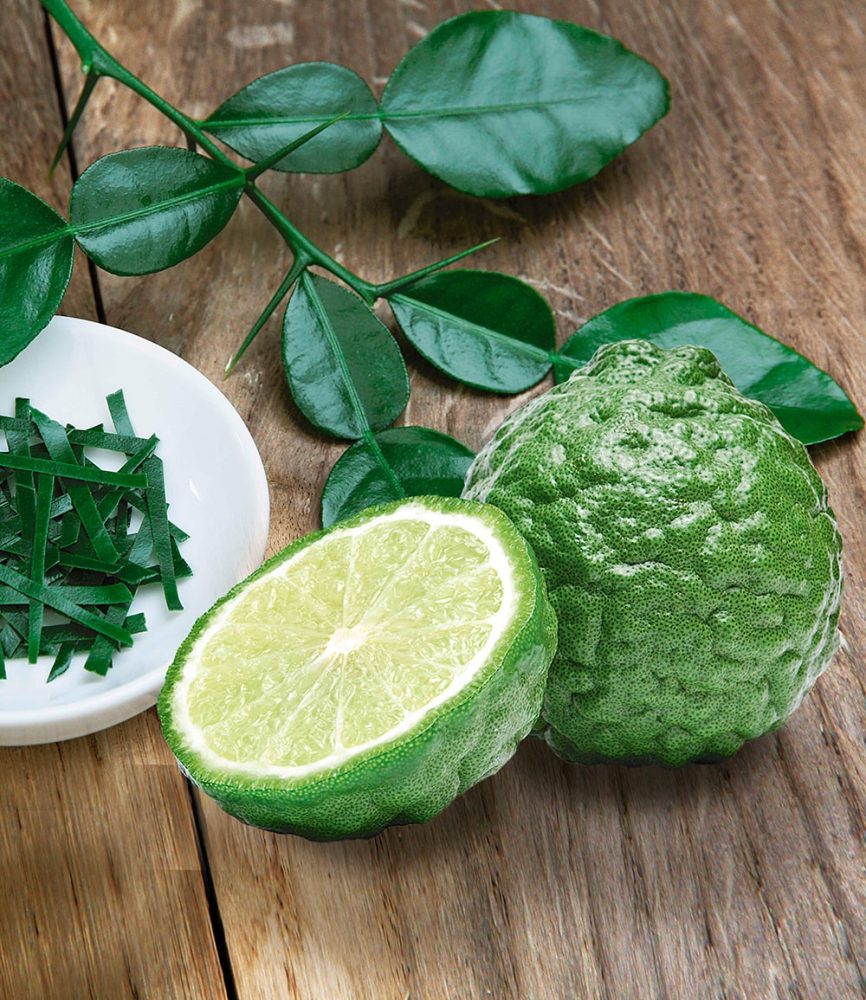 BIO-Kaffir-Limette (1 Pflanze)