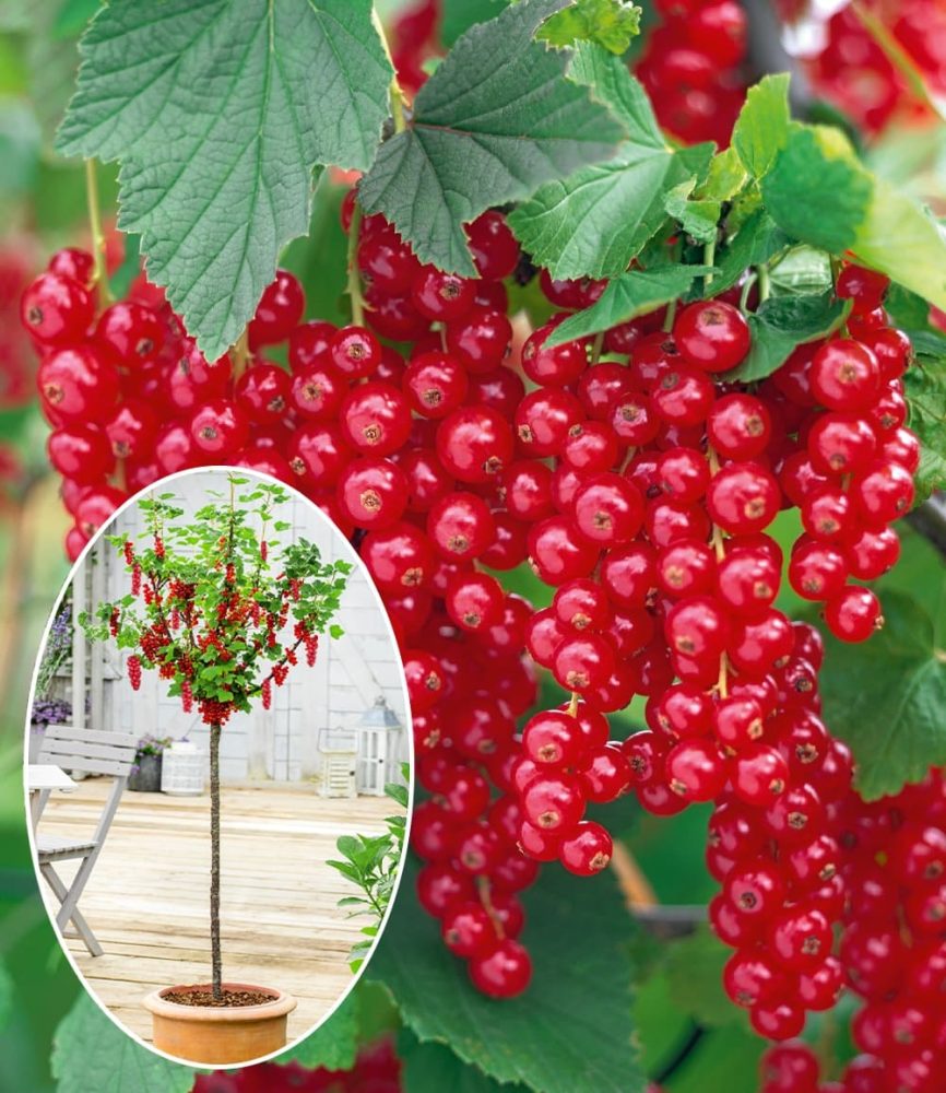 Johannisbeere ´Rote Rovada®´ (1 Stamm)