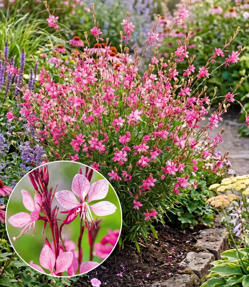 Prachtkerze - Gaura 'Pink'
