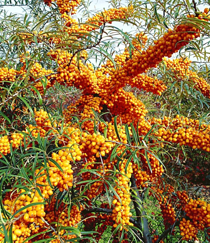 Sanddorn 'Orange Energy®' weiblich