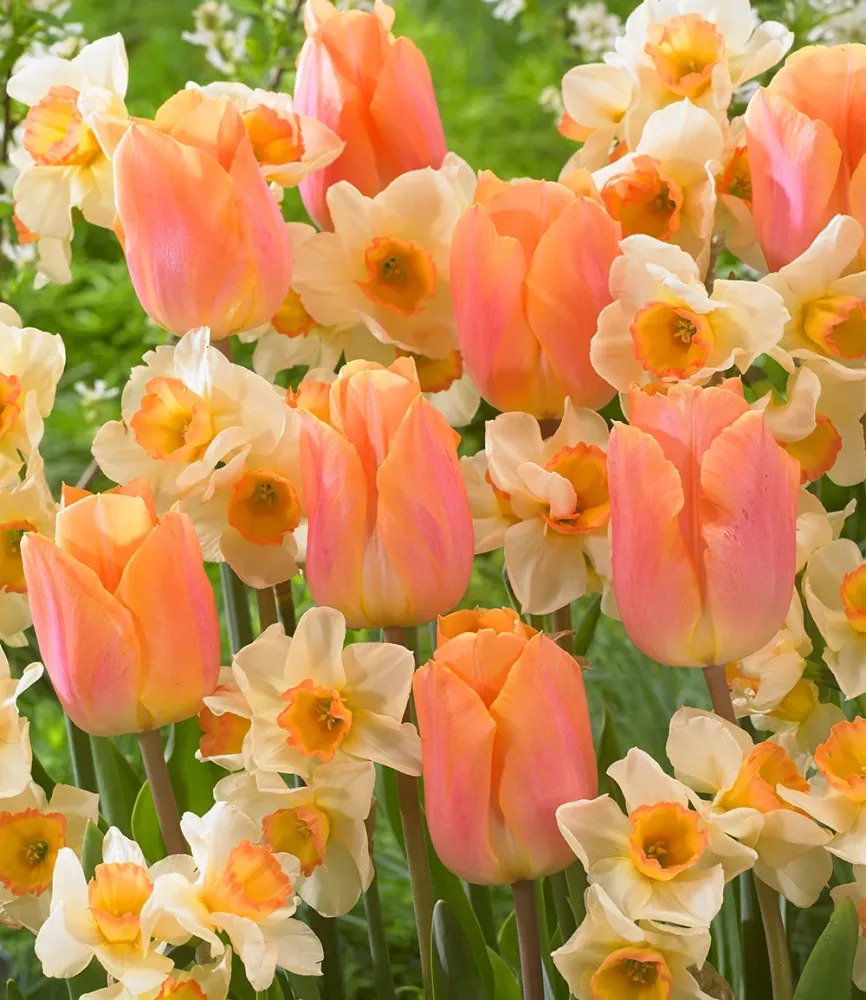 Blumenzwiebel-Mix 'Lovely Lingerie'