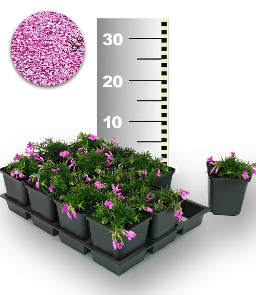 Teppichphlox 'Emerald Pink' 50 Stk.