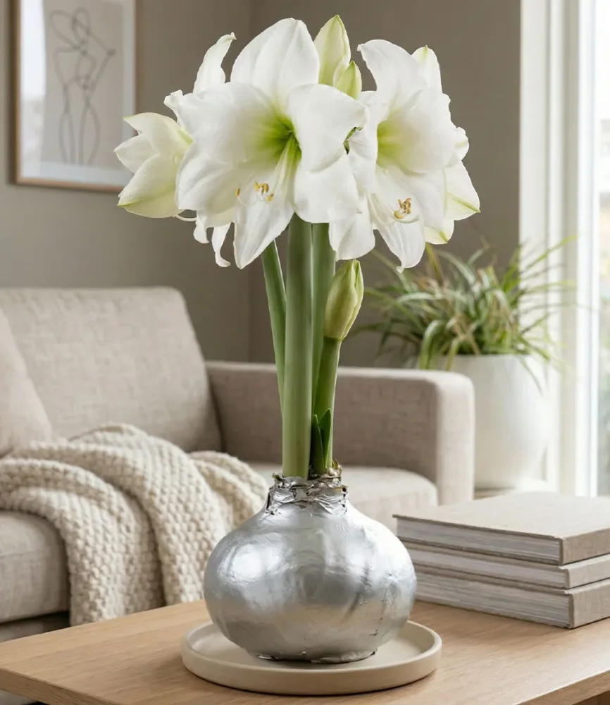 MEGA XXL Wachs-Amaryllis Silber, weiße Blüte