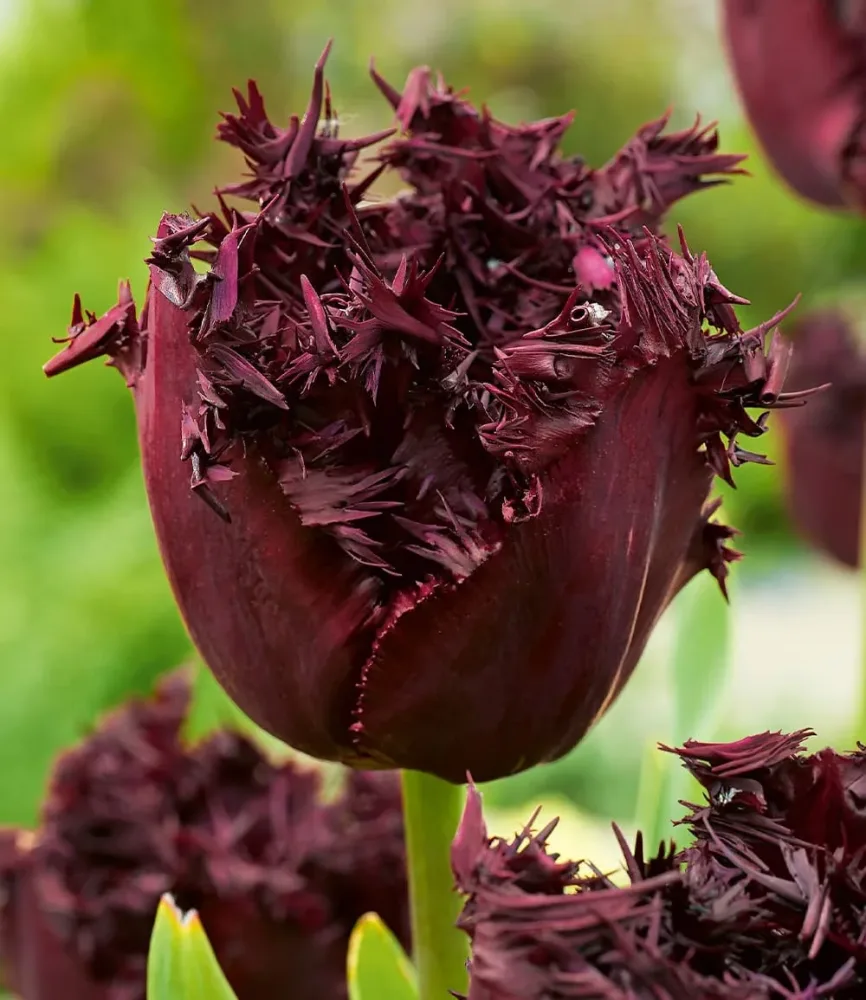 Crispa-Tulpe 'Labrador'