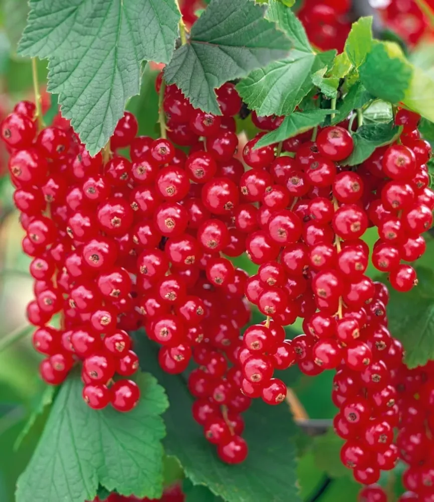 Johannisbeere 'Rote Rovada®'