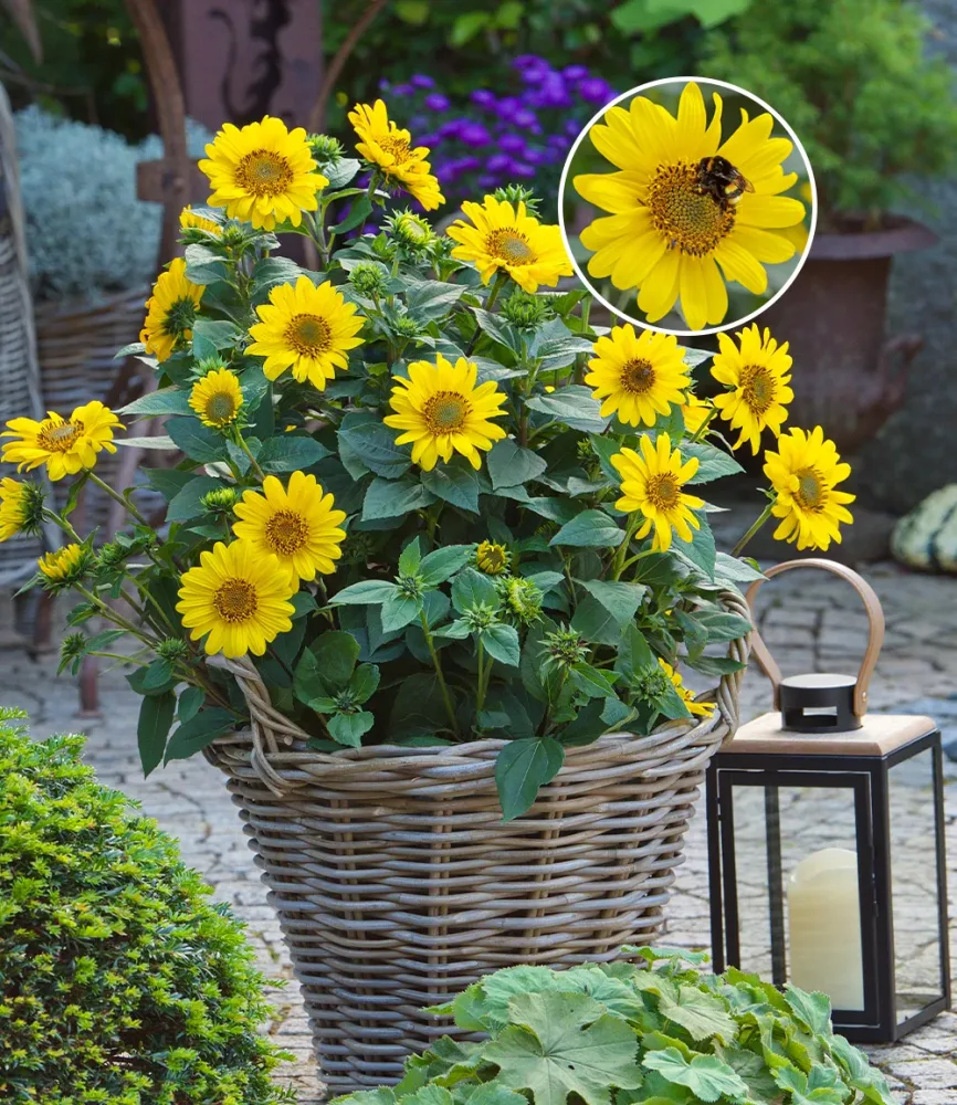 Winterharte Sonnenblume 'SunCatcher®'