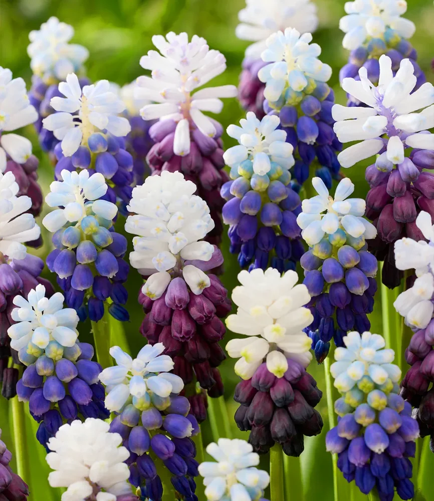 Muscari-Mix 'Snowblend'