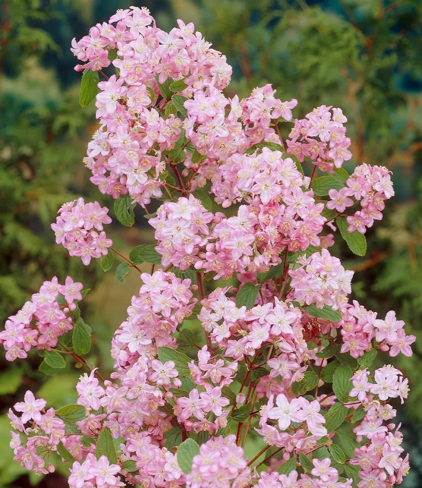 Deutzie 'Mont Rose'