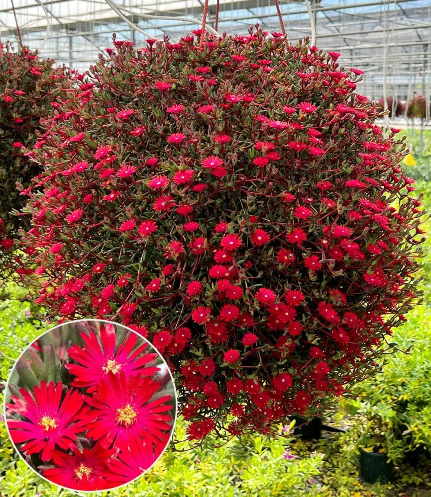 Delosperma 'Desert Dancers® Red'