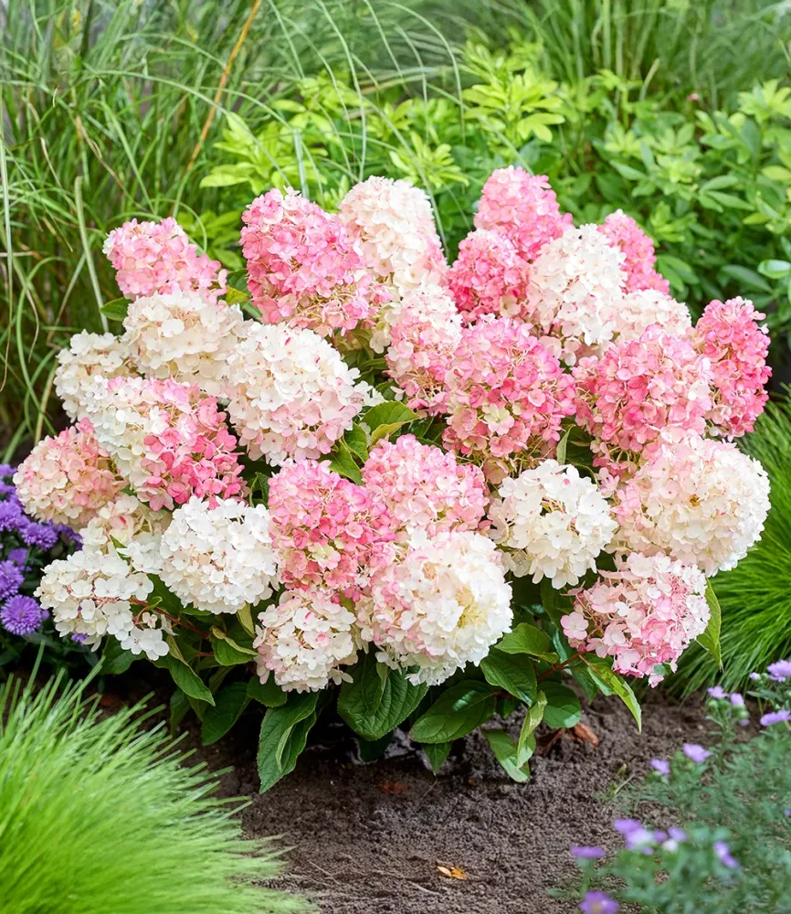 Rispen-Hortensie 'Living Little Blossom®'