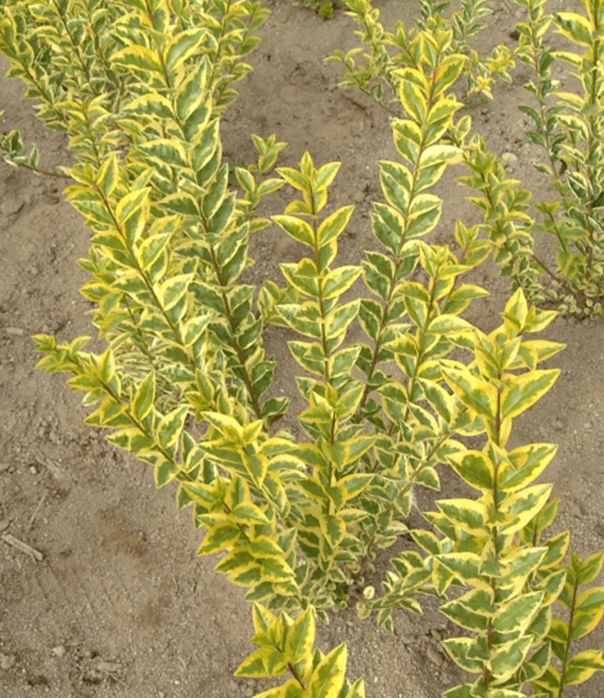Gold-Liguster (1 Pflanze)