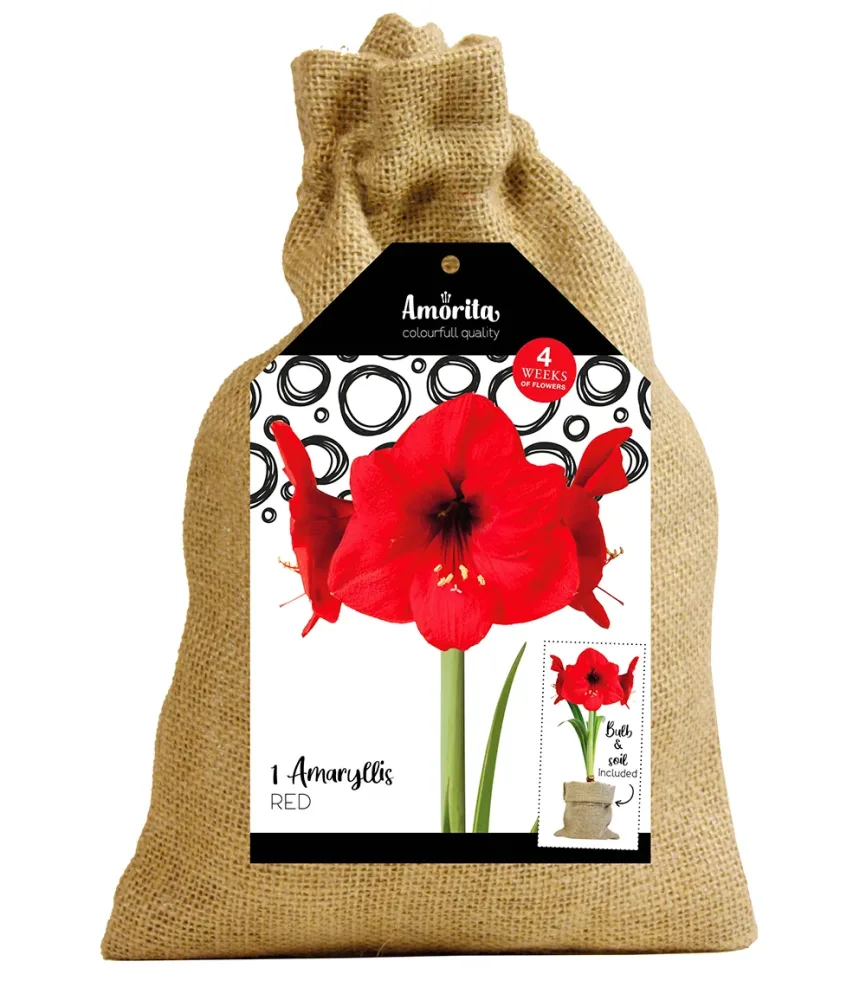 Rote Amaryllis 'Amorita®' im Jute-Säckchen