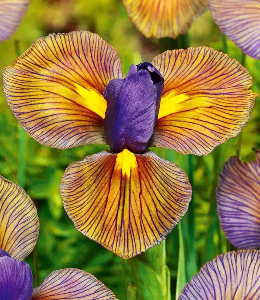 Iris ´Eye of the Tiger´ (12 Zwiebeln)