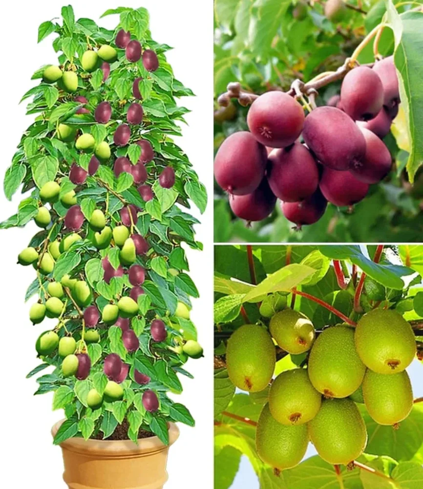 DUO-Kiwi-Turm-Kollektion