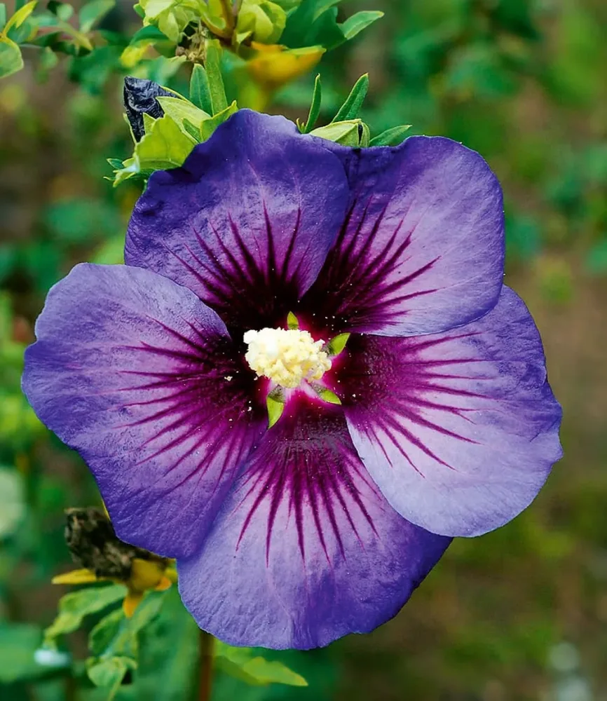 Hibiskus 'Hawaii®'