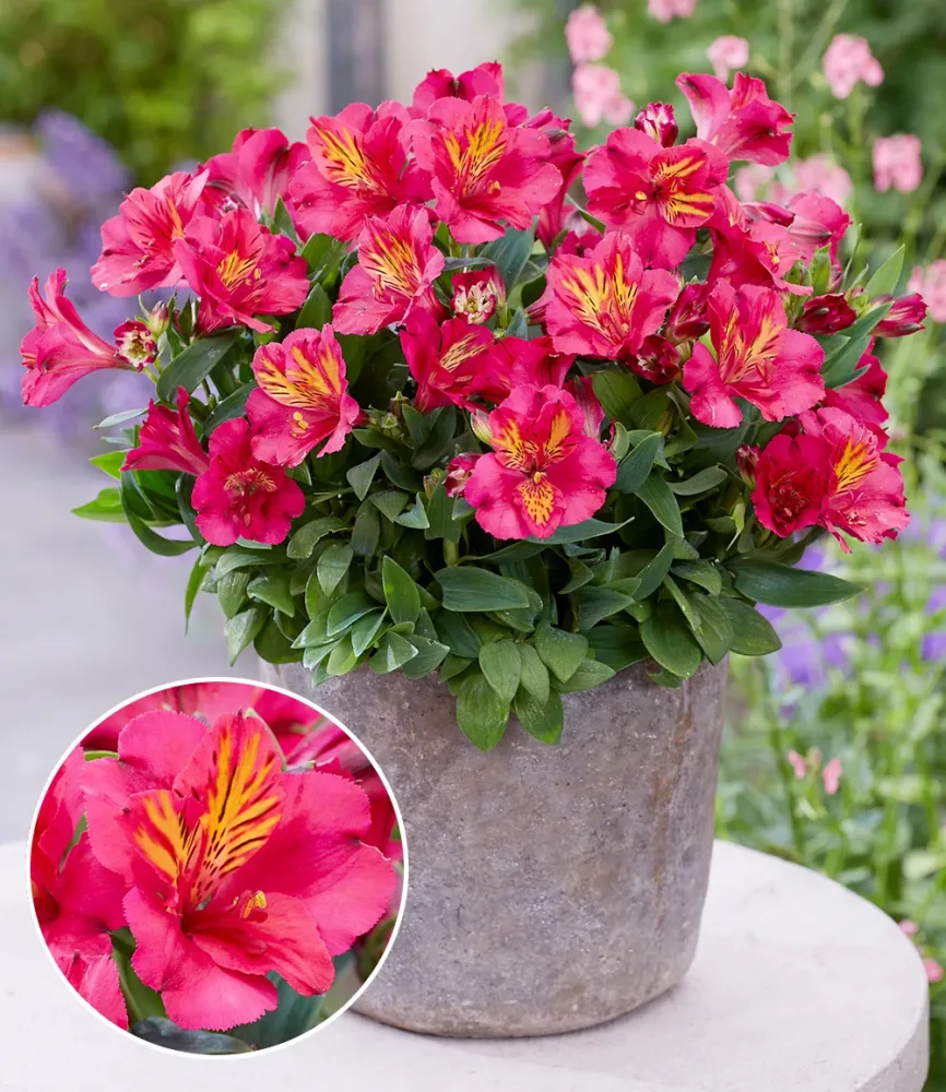 Winterharte Alstromeria Incalys® 'Cherry', im 12 cm XL-Topf