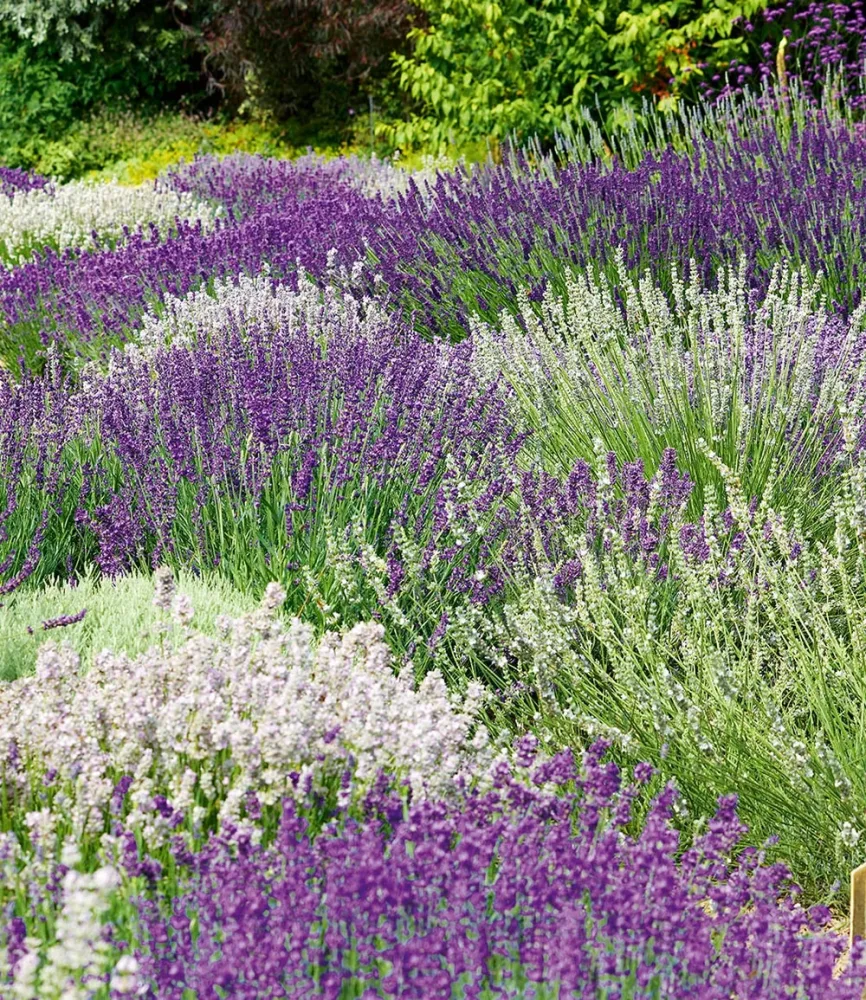 6er Lavendel-Mix 'Weiß & Blau'