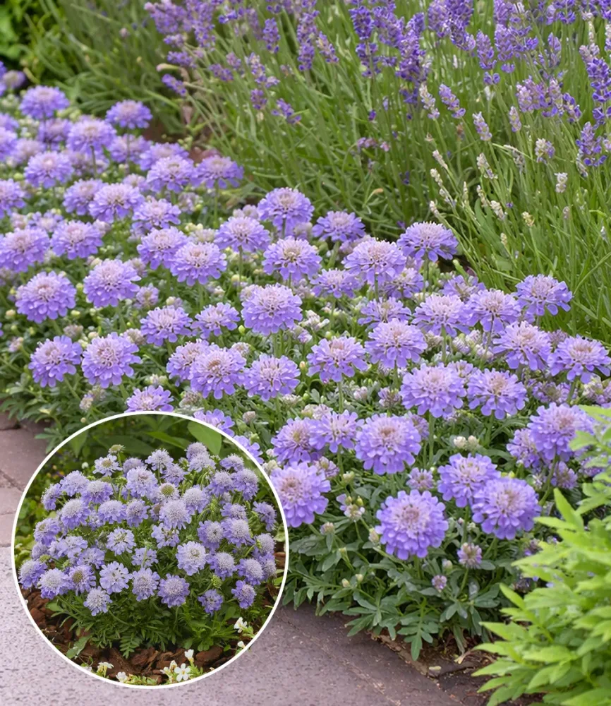 Scabiose 'Blue Eyes®'