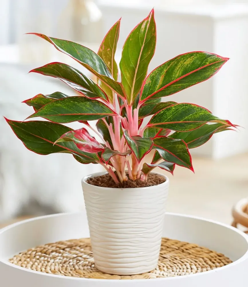 Aglaonema 'Jungle Red®'