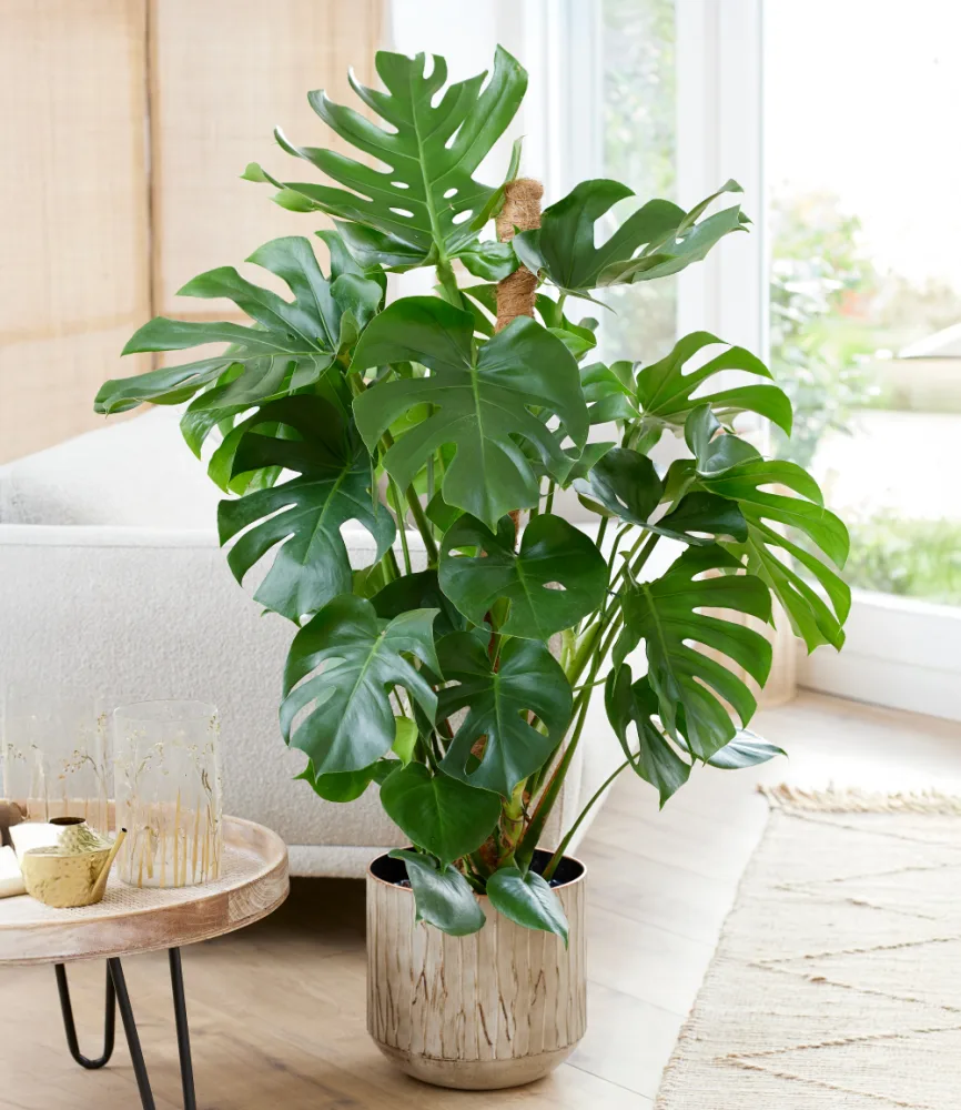 Monstera - Fensterblatt ca. 60-70 cm hoch, im 19 cm Topf