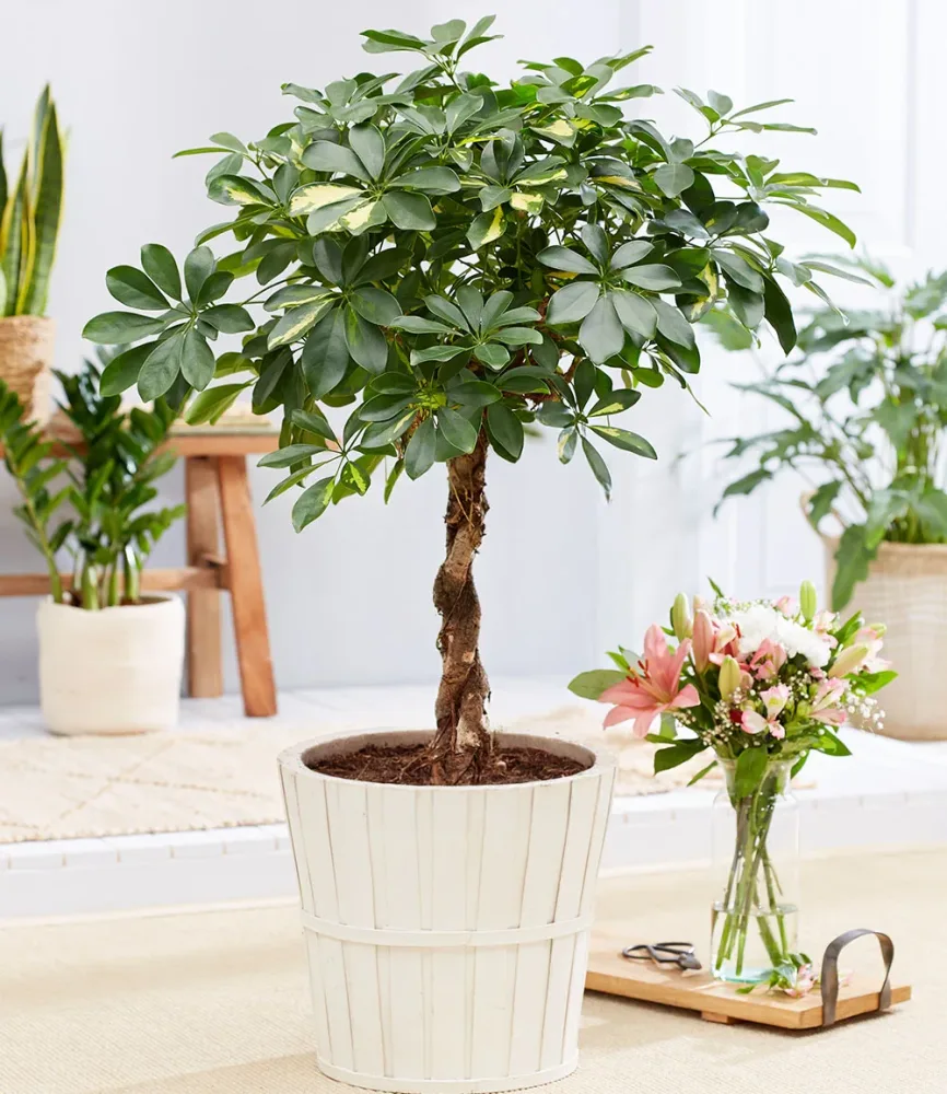 Schefflera Gold Capella 'geflochtener Stamm' ca. 70 cm hoch