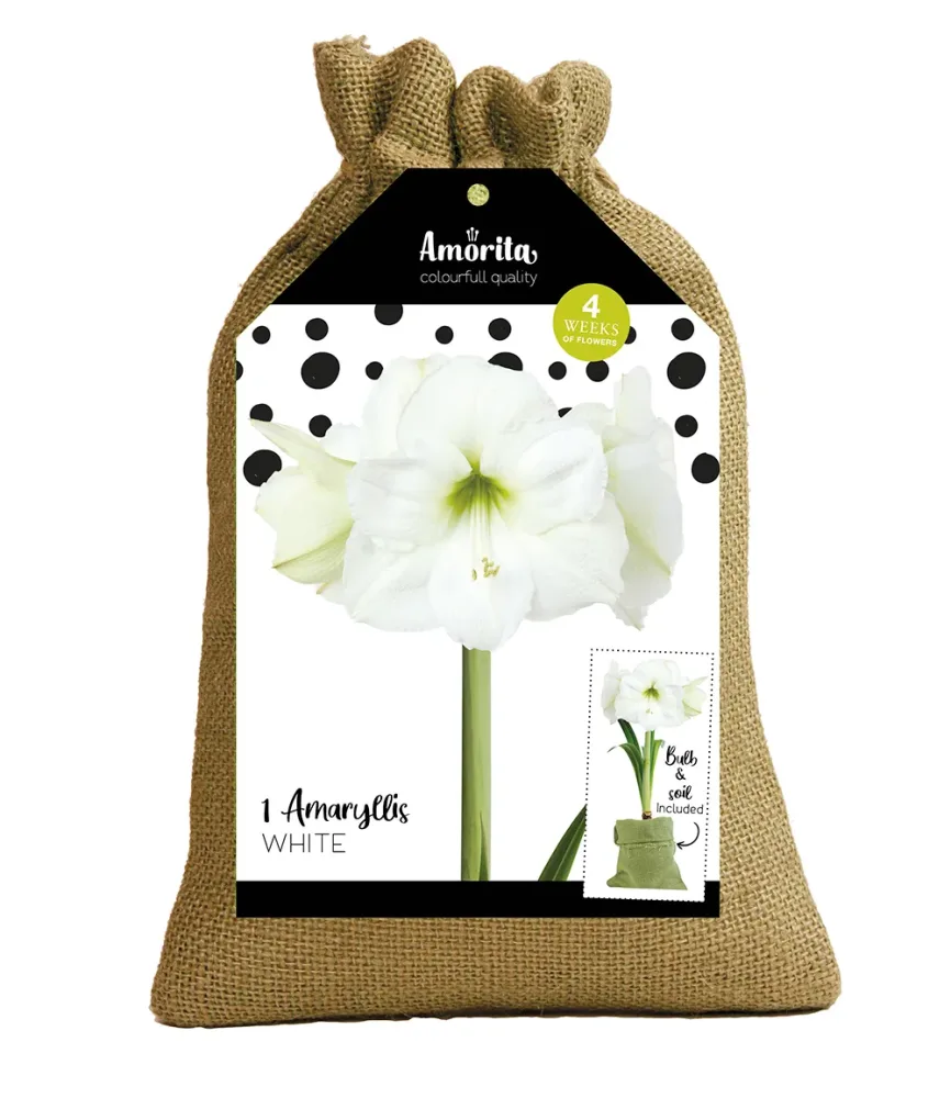 Weiße Amaryllis 'Amorita®' im Jute-Säckchen