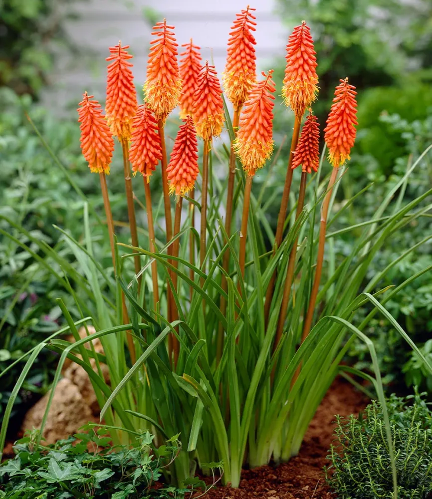 Kniphofia 'Alcazar'