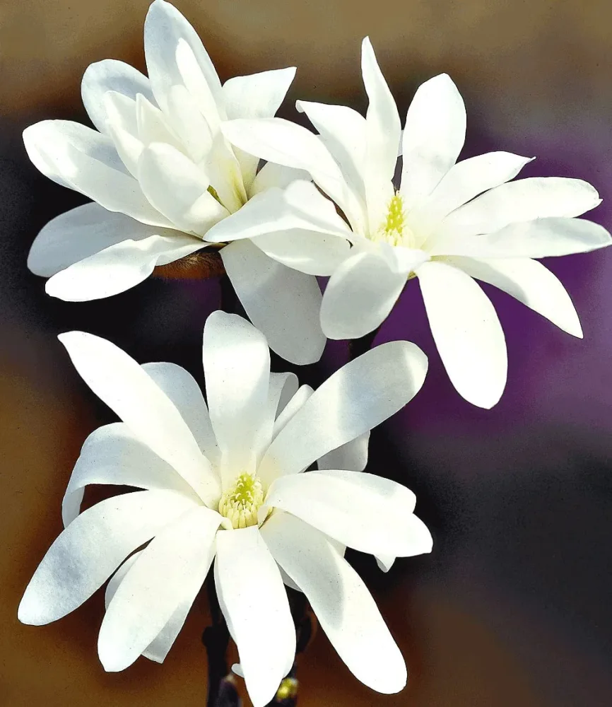 Stern-Magnolie