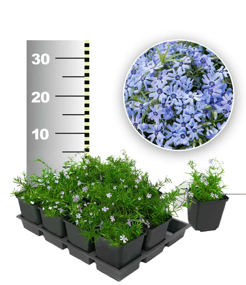 Blauer Teppich-Phlox 25 Stk.