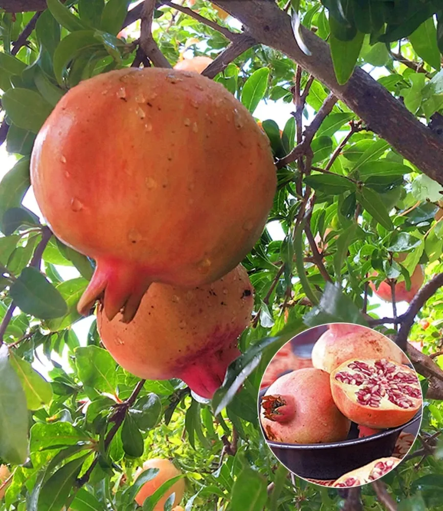 Granatapfel
