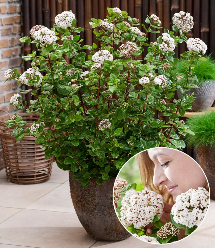Winterblüher Viburnum 'Rock 'n Rolla®'