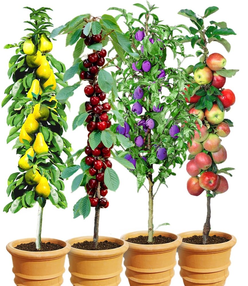 Säulen-Obst-Kollektion (4 Pflanzen)