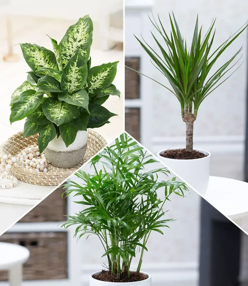 3er-Mix Zimmerpflanzen 'Fresh Air'