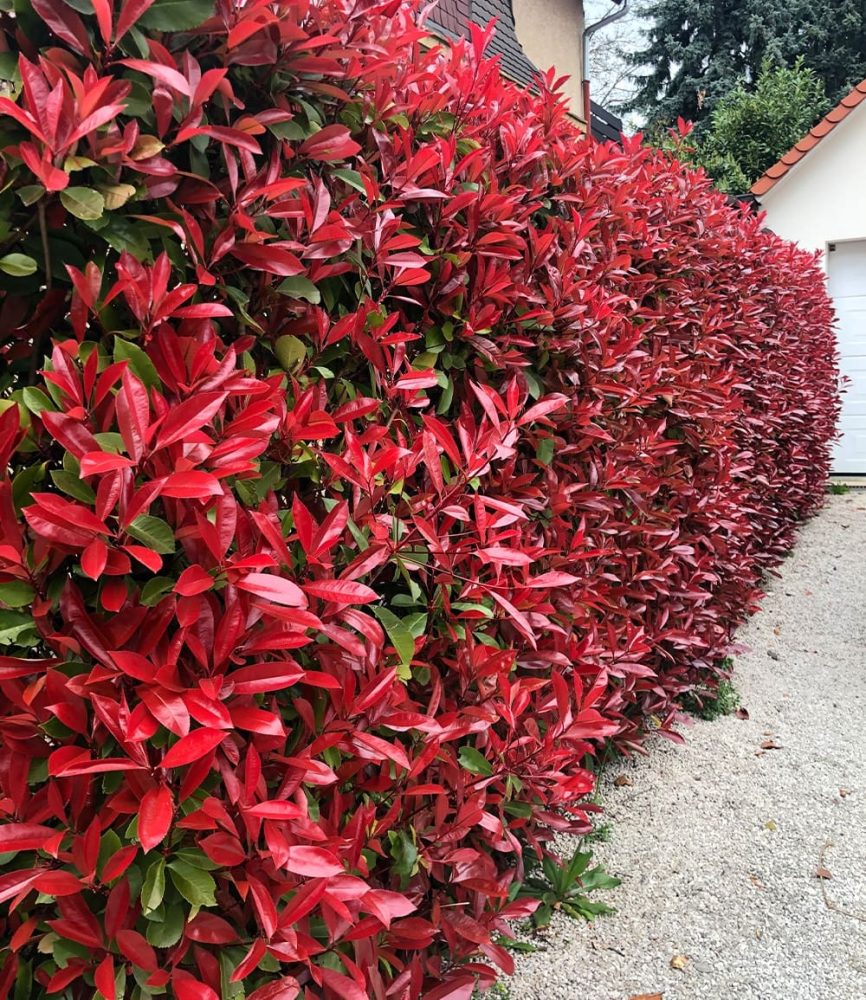 Photinia-Hecke ´Red Robin´ (5 Pflanzen)