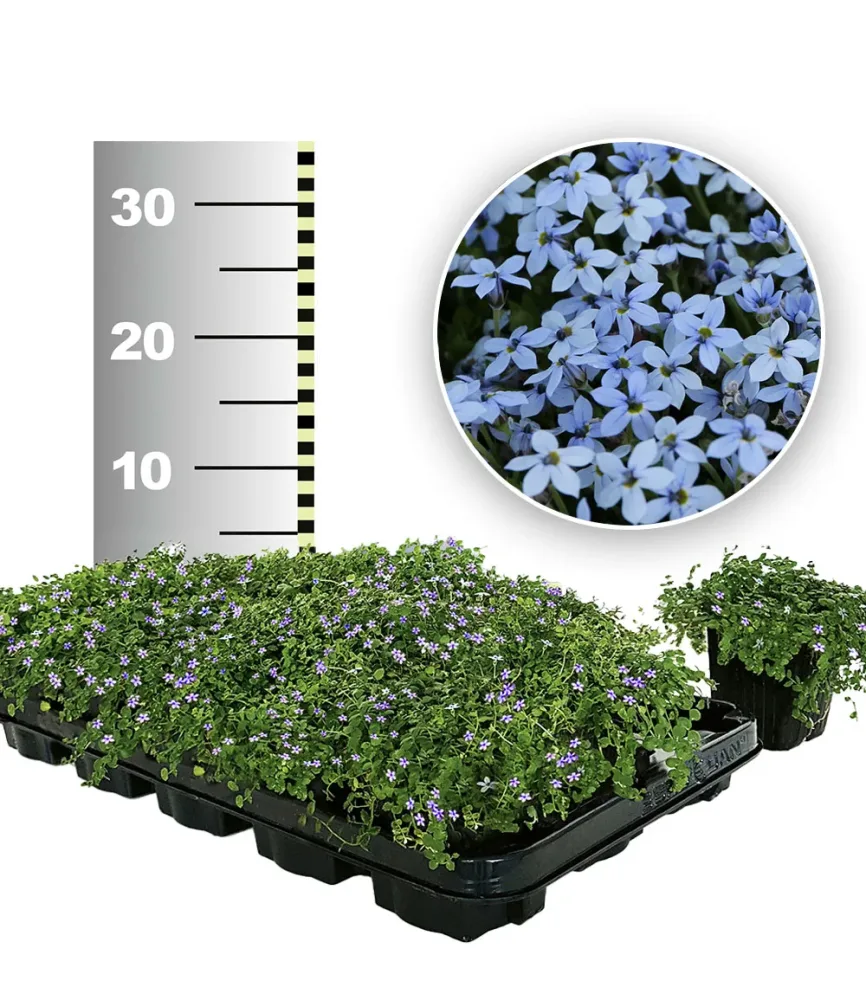 Isotoma 'Blue Foot®' 50 Stk., trittfester Bodendecker, Rasen-Ersatz