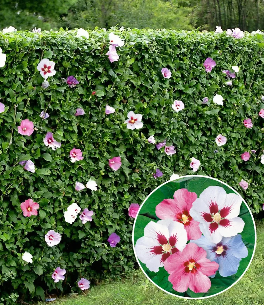 Hibiskus-Hecke