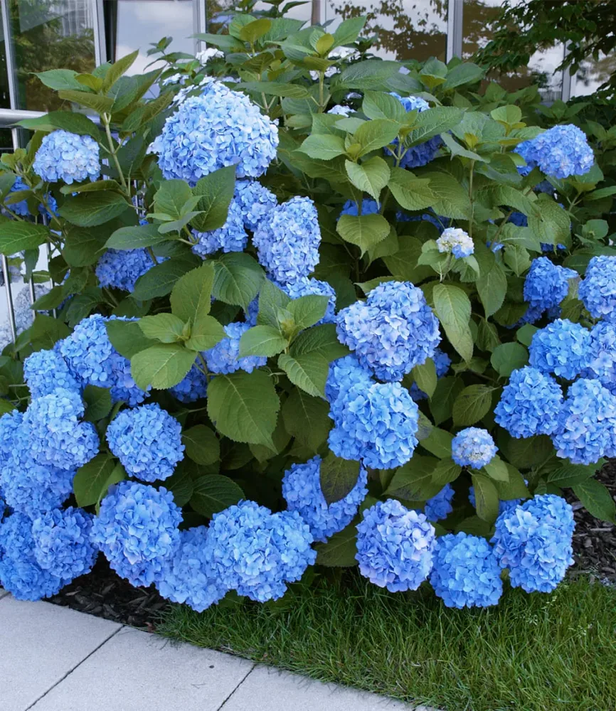 Bauern-Hortensie 'Générale Vicomtesse de Vibraye®' im 2-Liter Containertopf