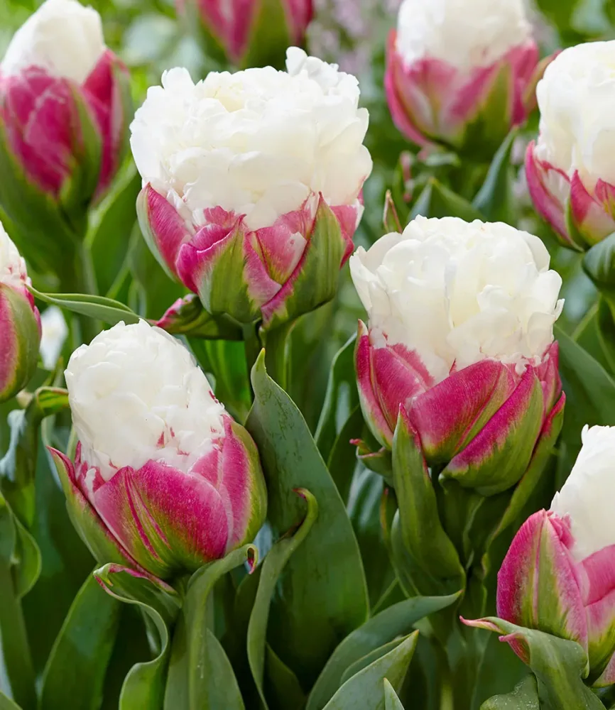 Tulpe 'Ice Cream®'