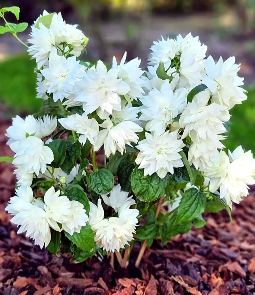 Duftender Gartenjasmin 'Pearls of Perfume®'