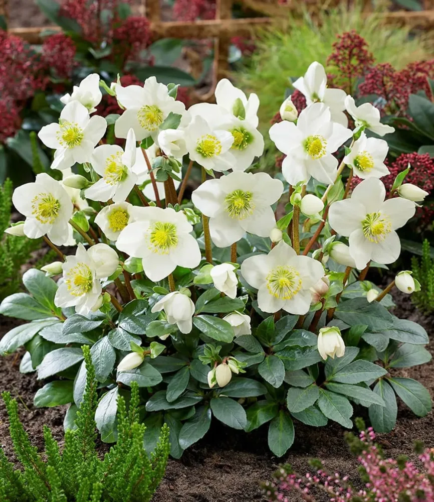 Weiße Christrose, blühend im 12 cm-Topf
