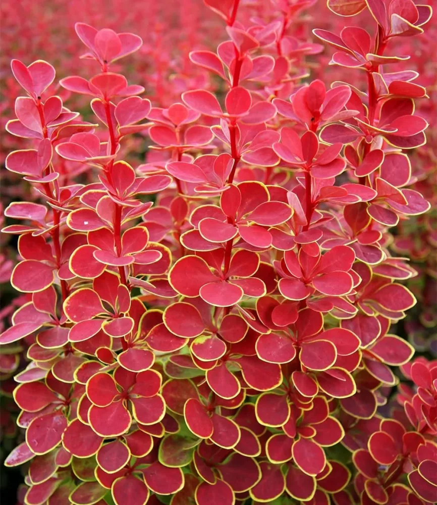 Berberitze 'Orange Sunrise'