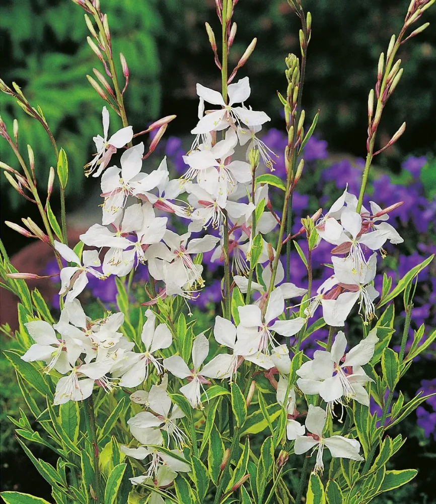 Prachtkerze - Gaura 'Weiß'