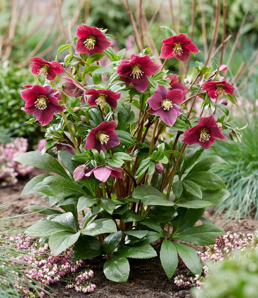 Christrose 'ViV® Victoria'