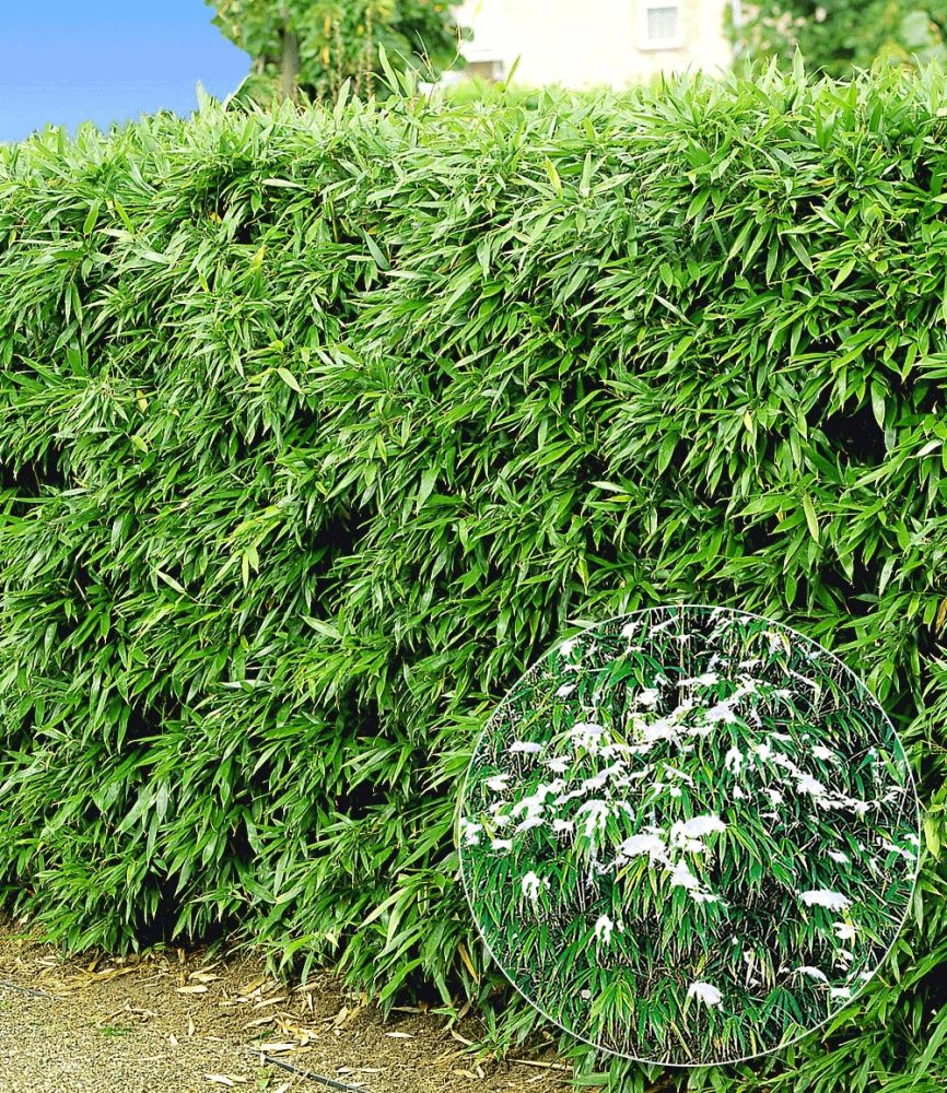 Winterharte Bambus-Hecke im 2-Liter Container (10 Pflanzen)