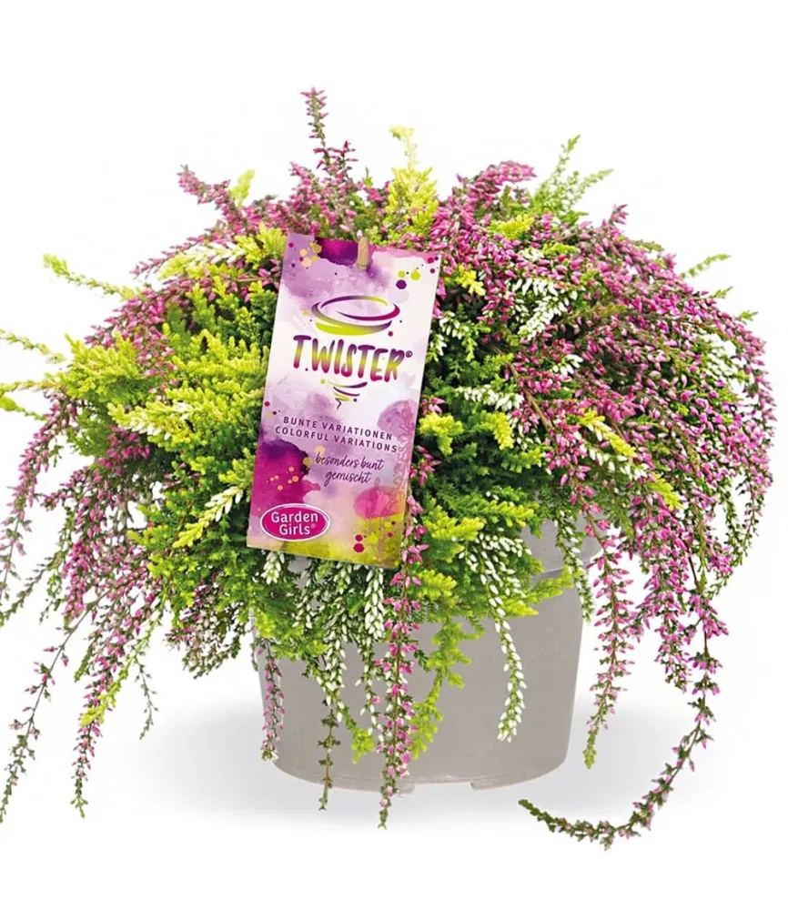 Calluna Knospenheide 'Rasta Twister®', 13 cm-Topf