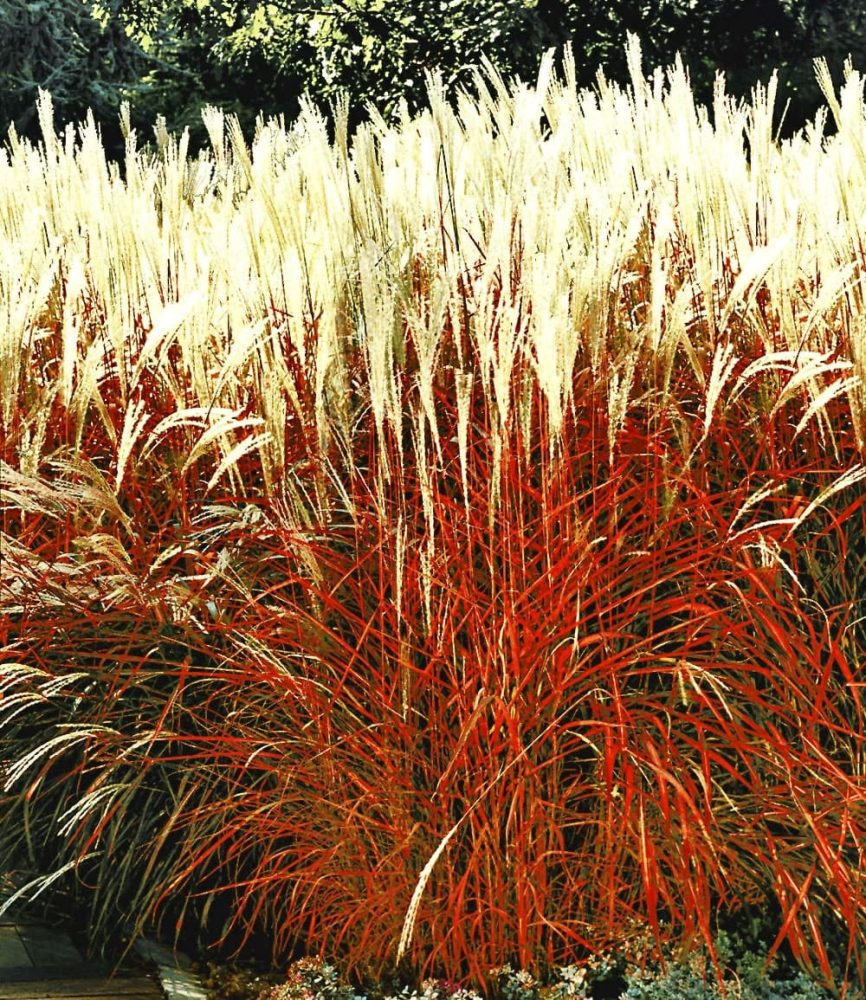 Ziergras ´Indian Summer´ (1 Pflanze)